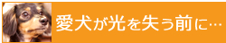 愛犬が光を失う前に…